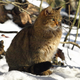 Illustration for article titled Caturday - Felis silvestris silvestris Edition